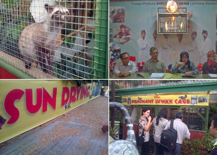 Penangkaran Luwak Diwajibkan Terapkan `Animal Welfare`